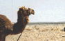 A lonely camel